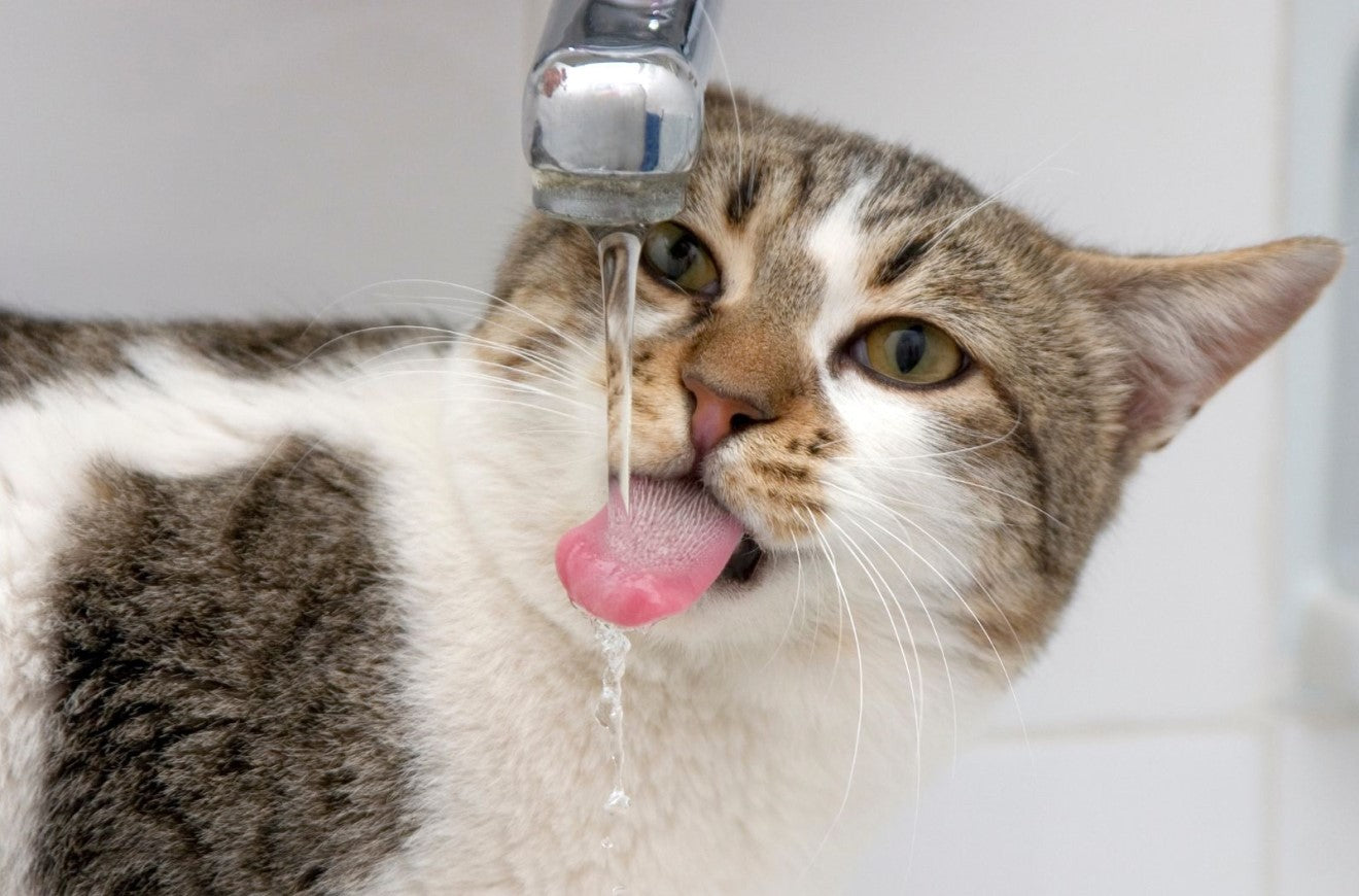 a cat drinking water from a tap