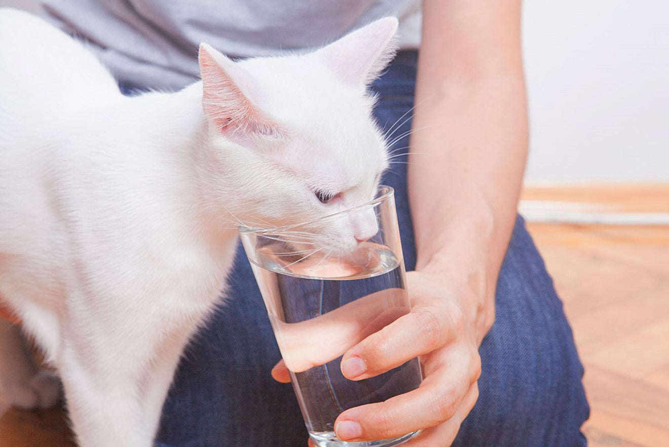 a cat drinking water from a cup