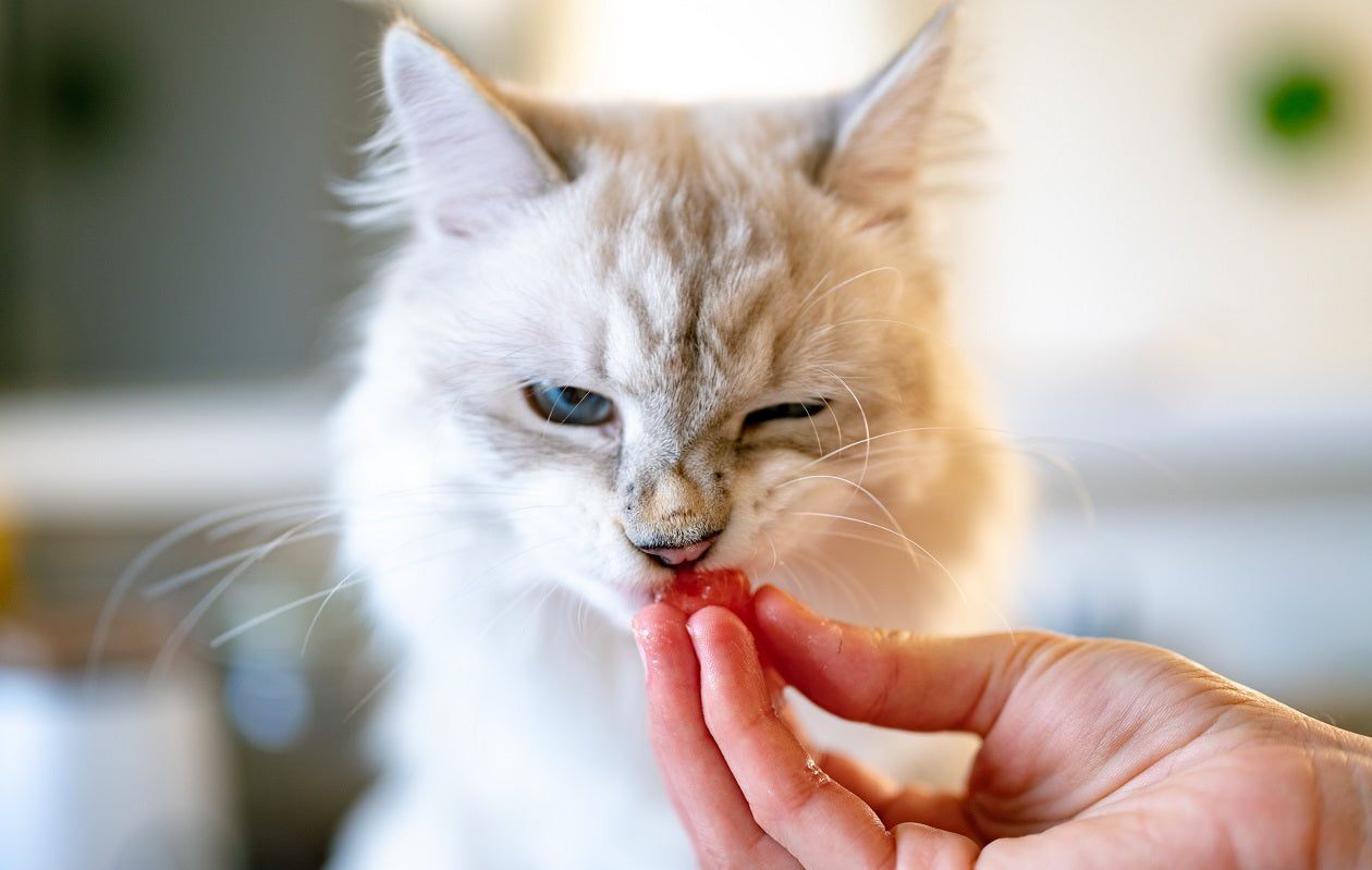 a cat smells food in a person’s hand