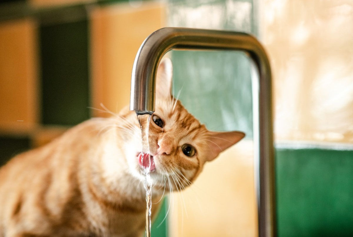 an orange cat drinking from the tap