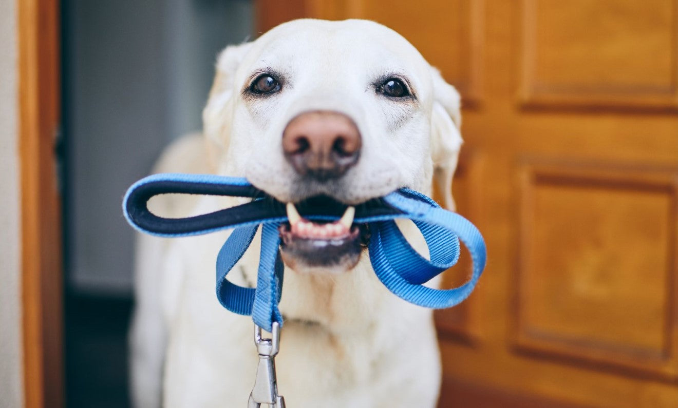 a pup with a leash in the mouth