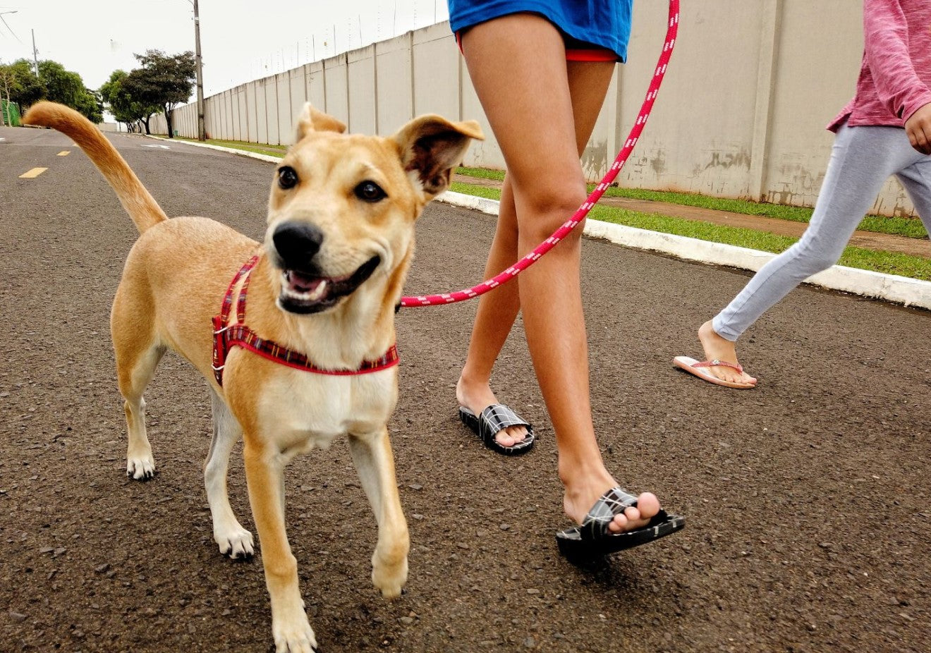 a dog during the walk