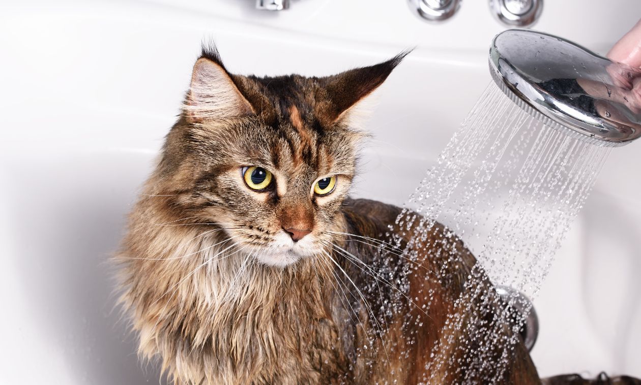 a cat is taking a bath
