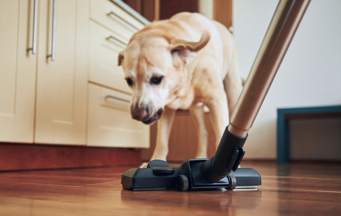 a dog and a vacuum cleaner