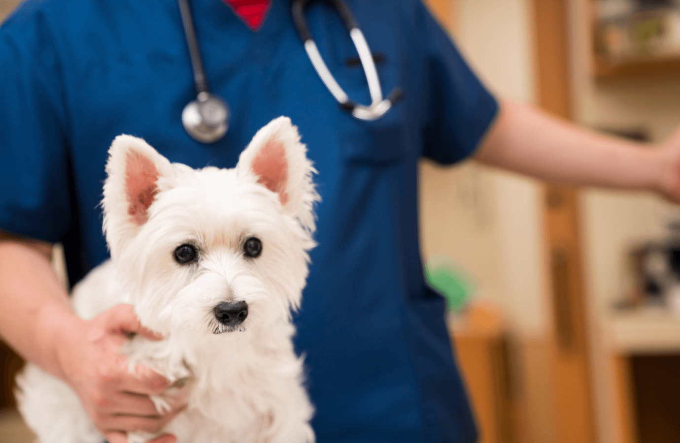 a dog with a doctor