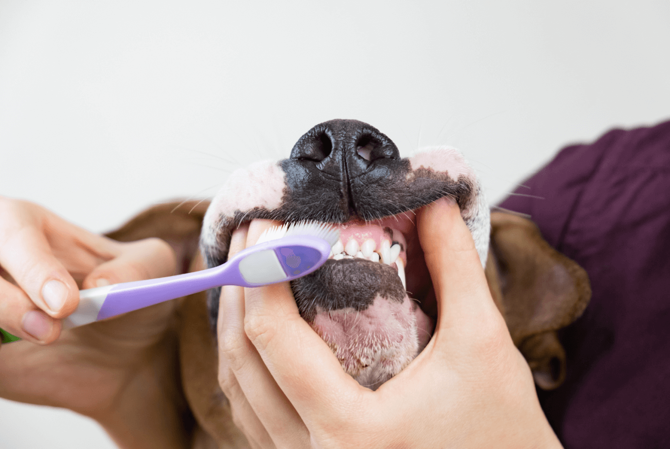 brushing teeth for a dog