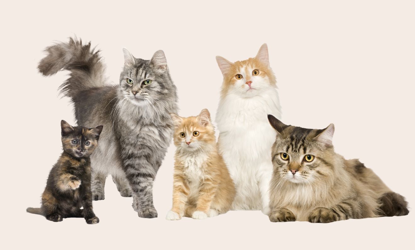 cats of different breeds and ages