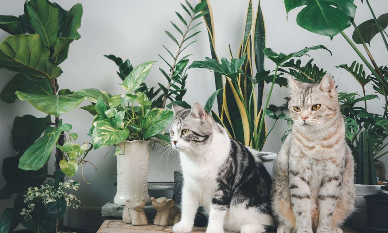  two cats sitting together