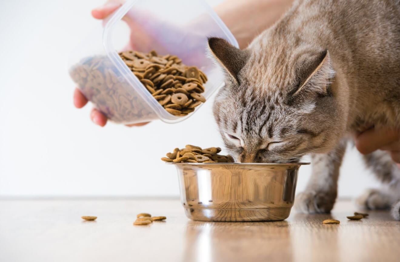 a cat eating his food