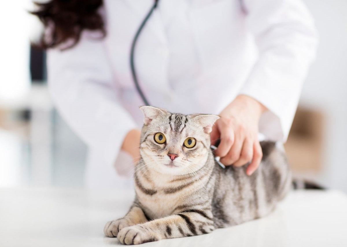 a vet giving physical examination to a cat