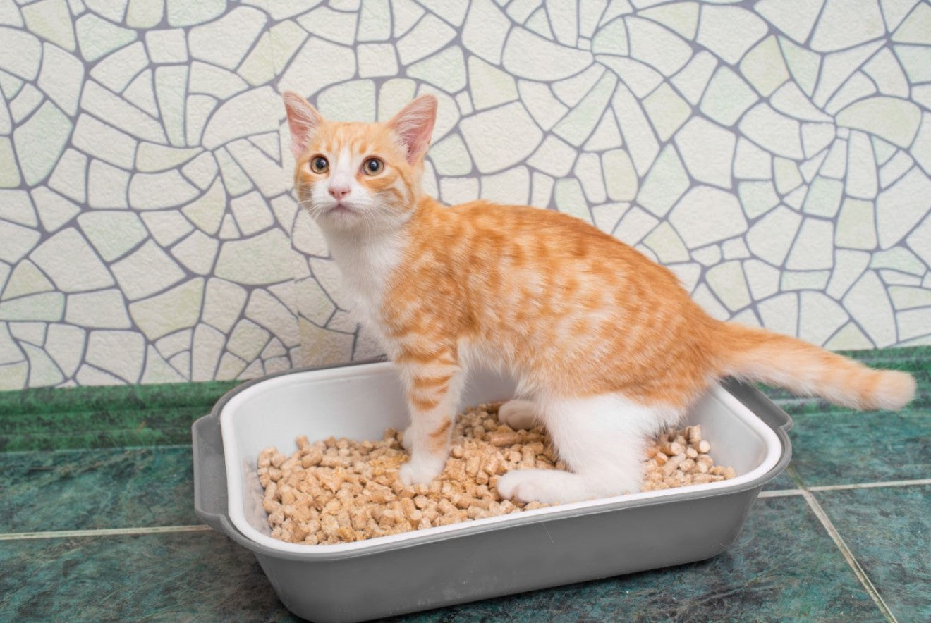 a cat in a litter box