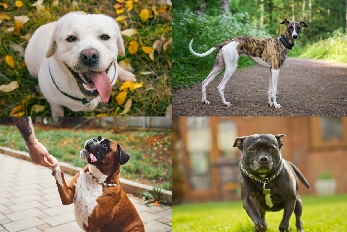 four different dog breeds