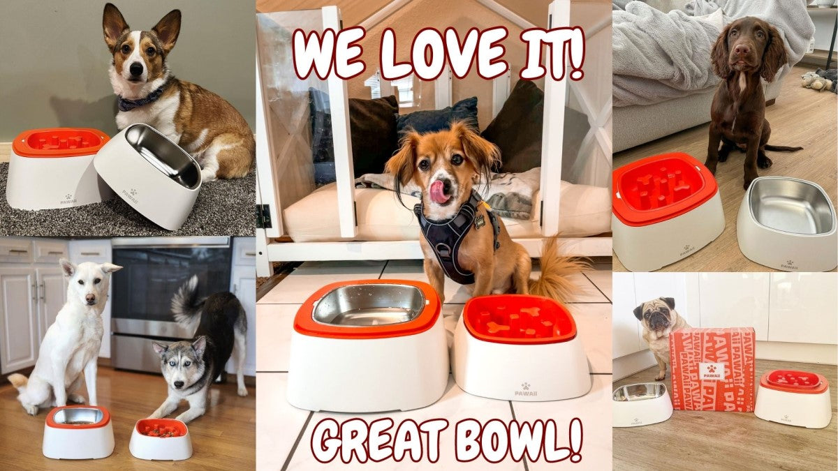 pawaii multi-function dog bowl