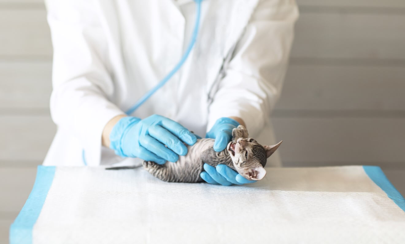 a kitten is taking medical examination