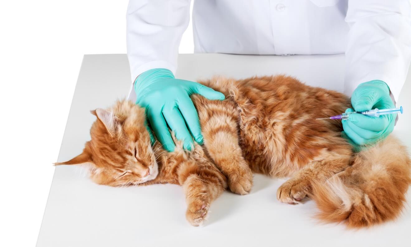 an orange cat is getting vaccination