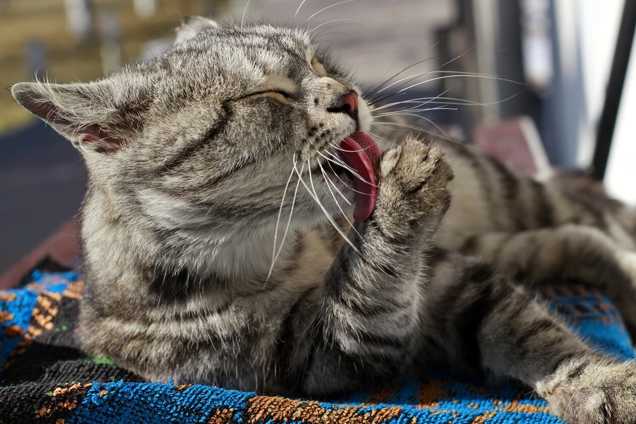 a gray cat licking its paw