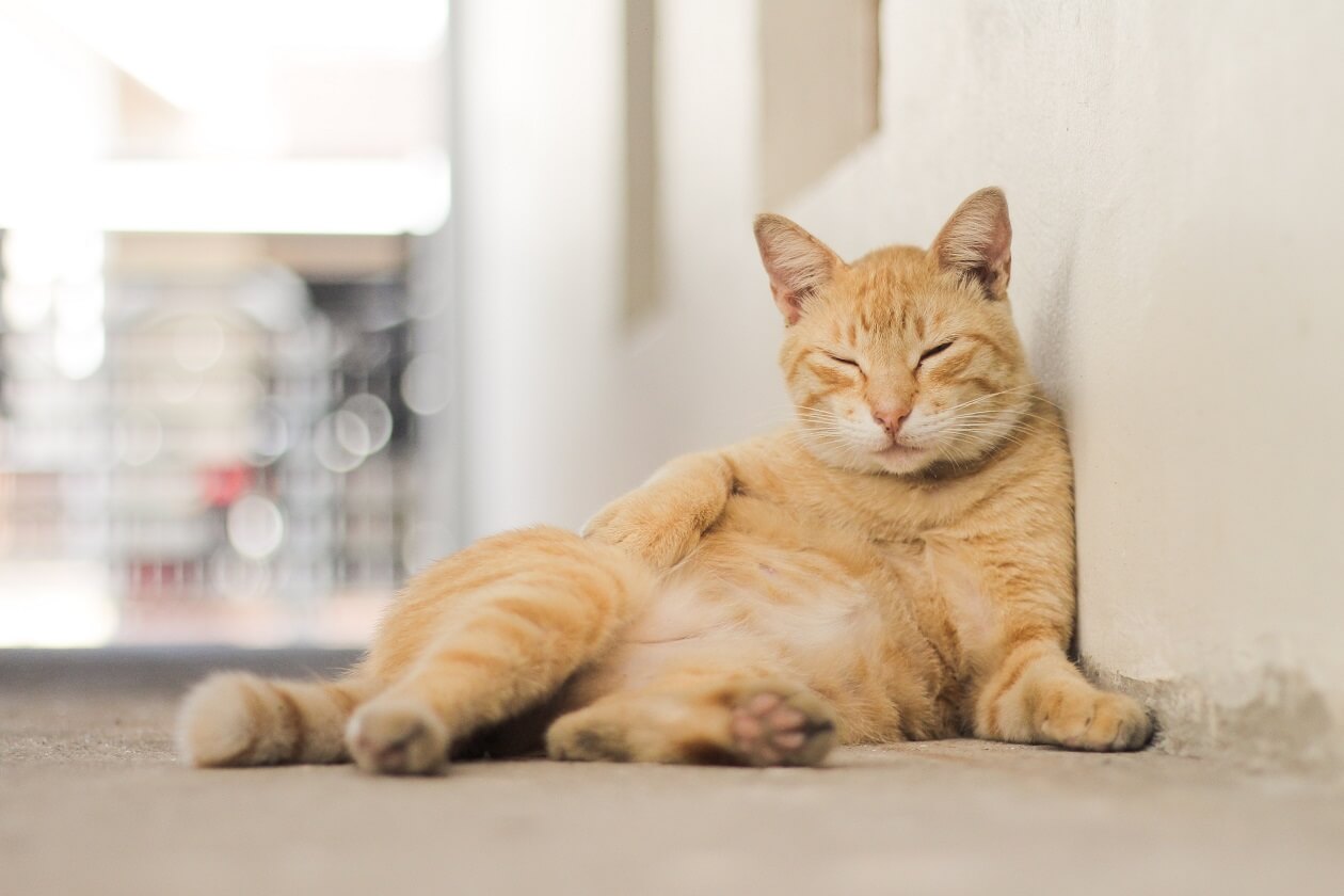 a light brown cat lying against a white wall