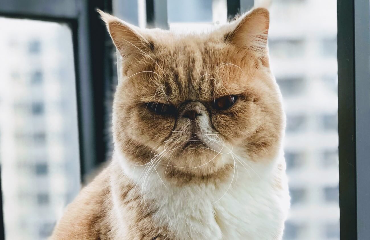 an unhappy cat