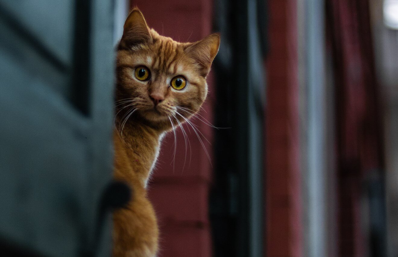 a cat in anxiety