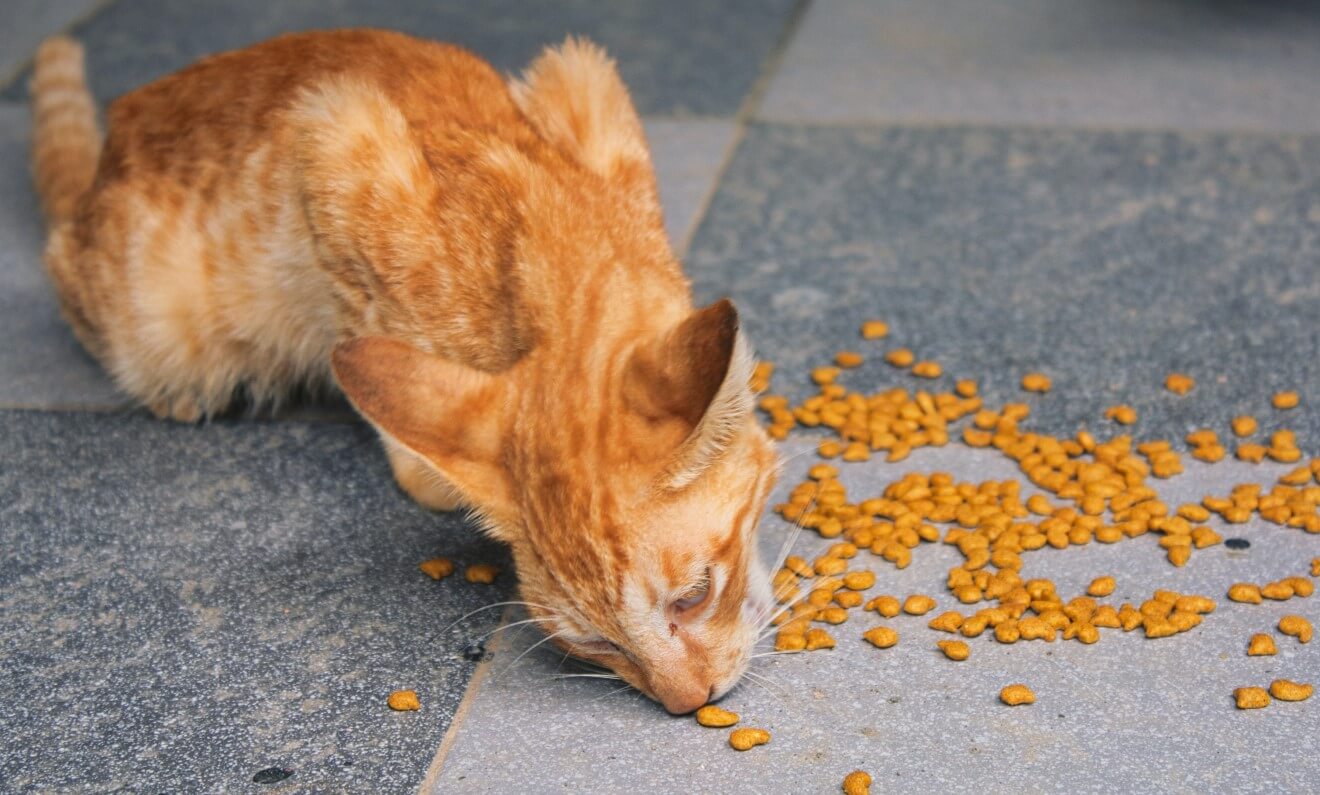 a cat is eating his food