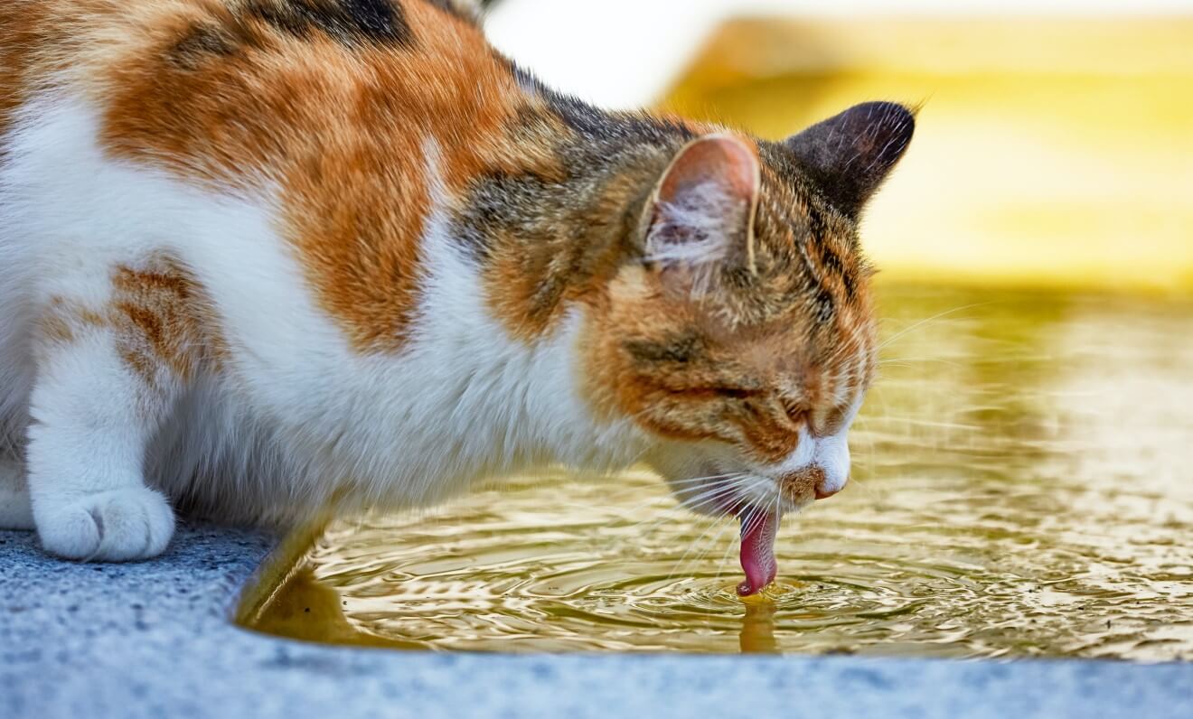 a cat is drinking water