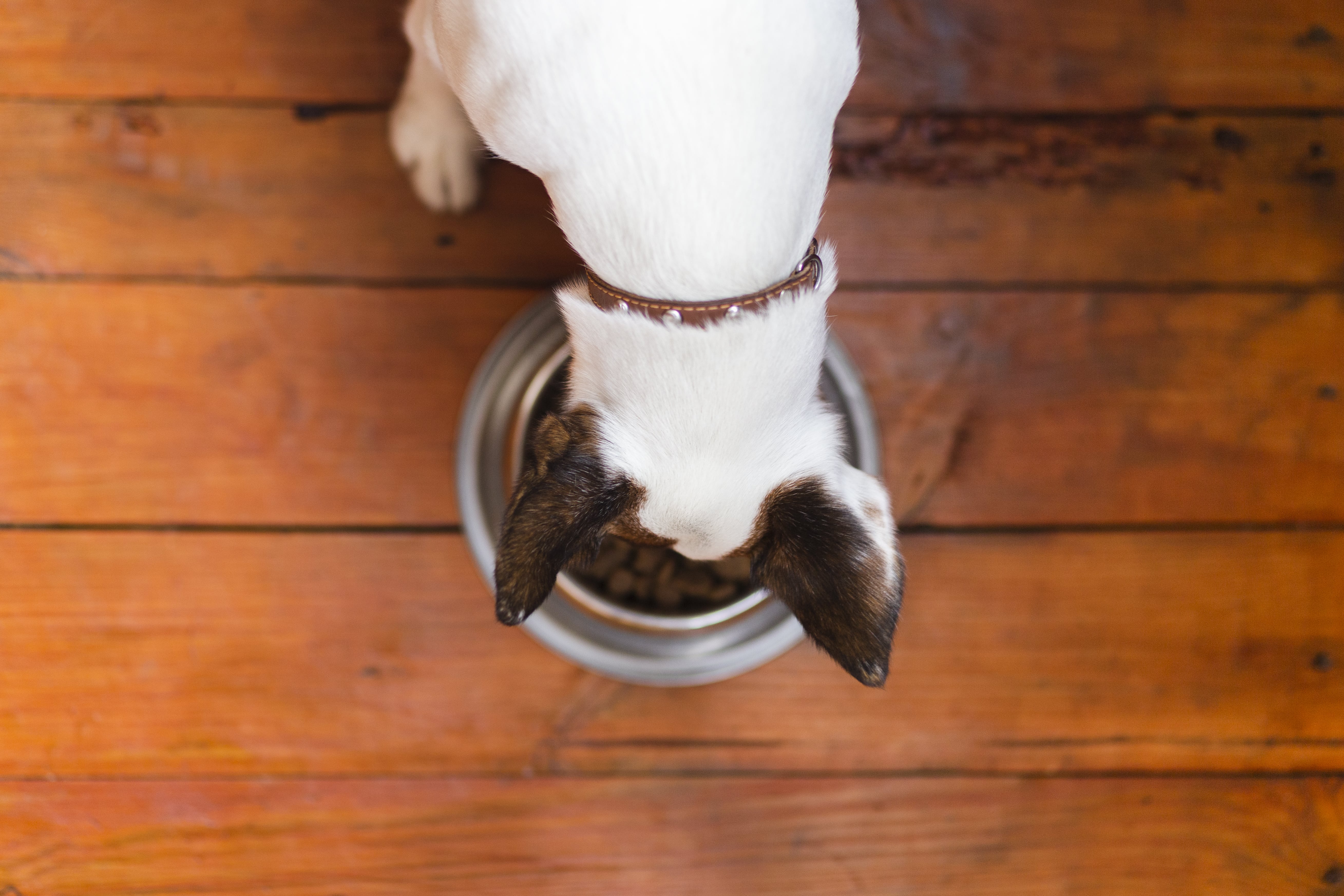 a dog eating food in his bowl