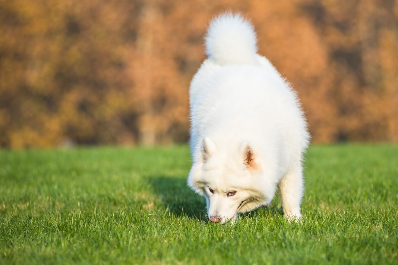 a dog eating grass
