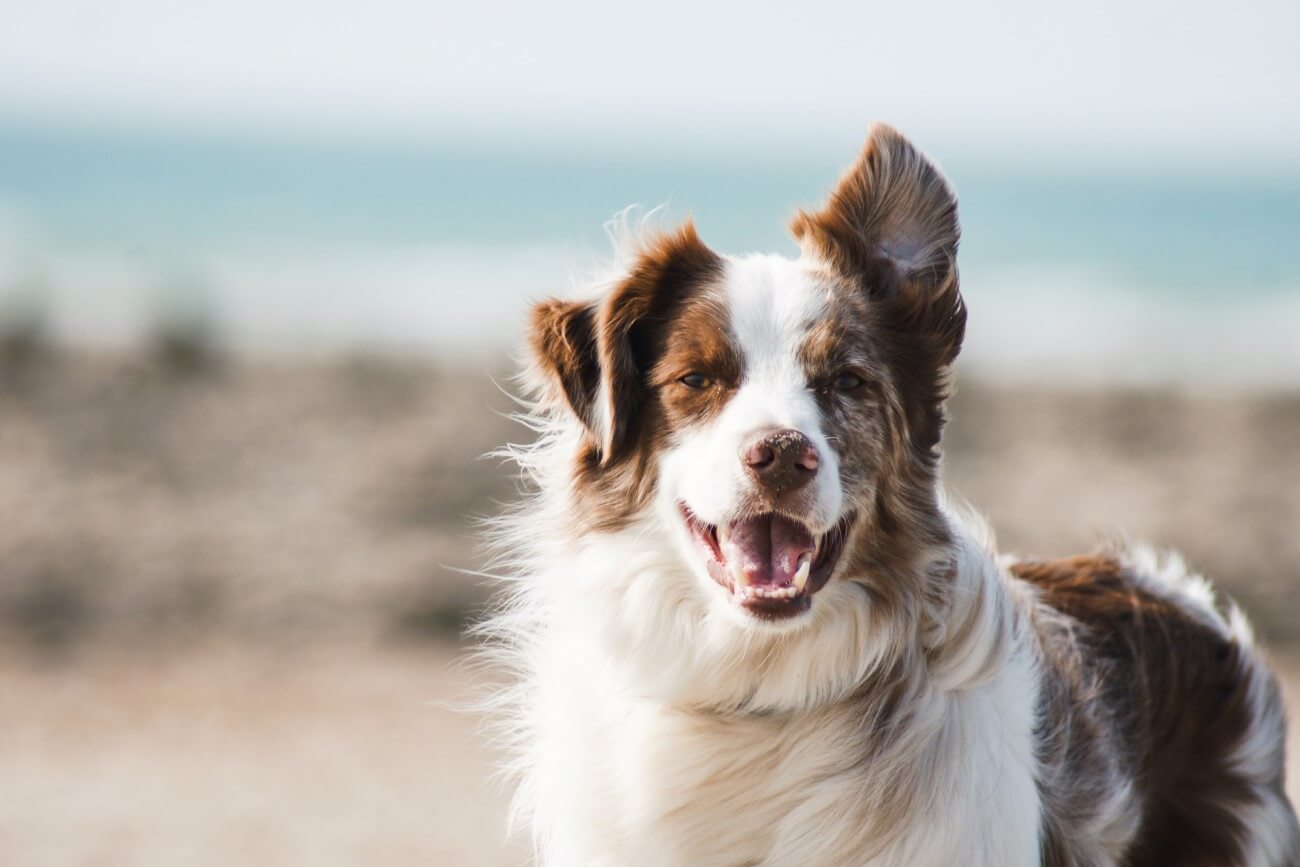 a sneezing dog