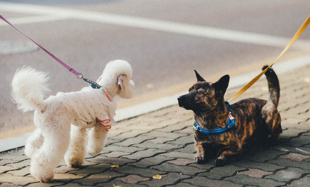 two dogs meet on the road