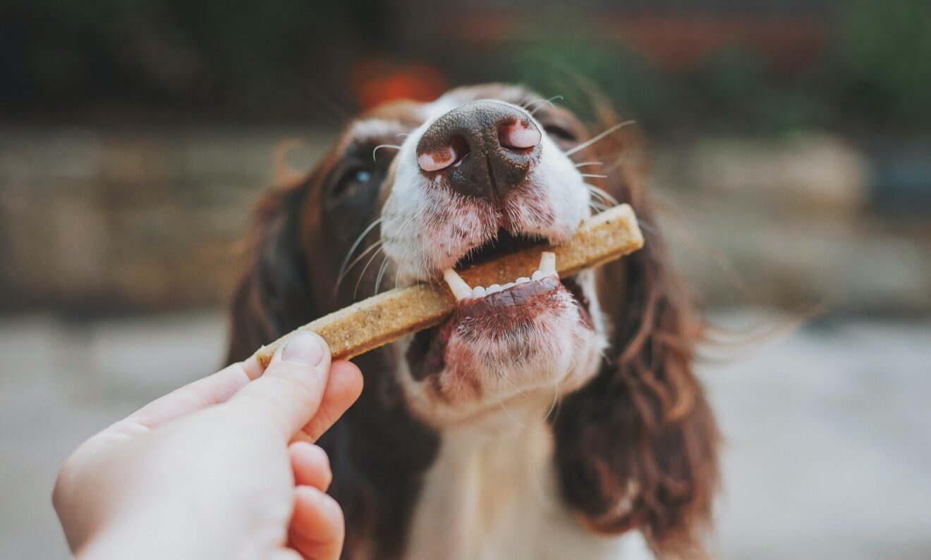 a dog with a treat in the mouth