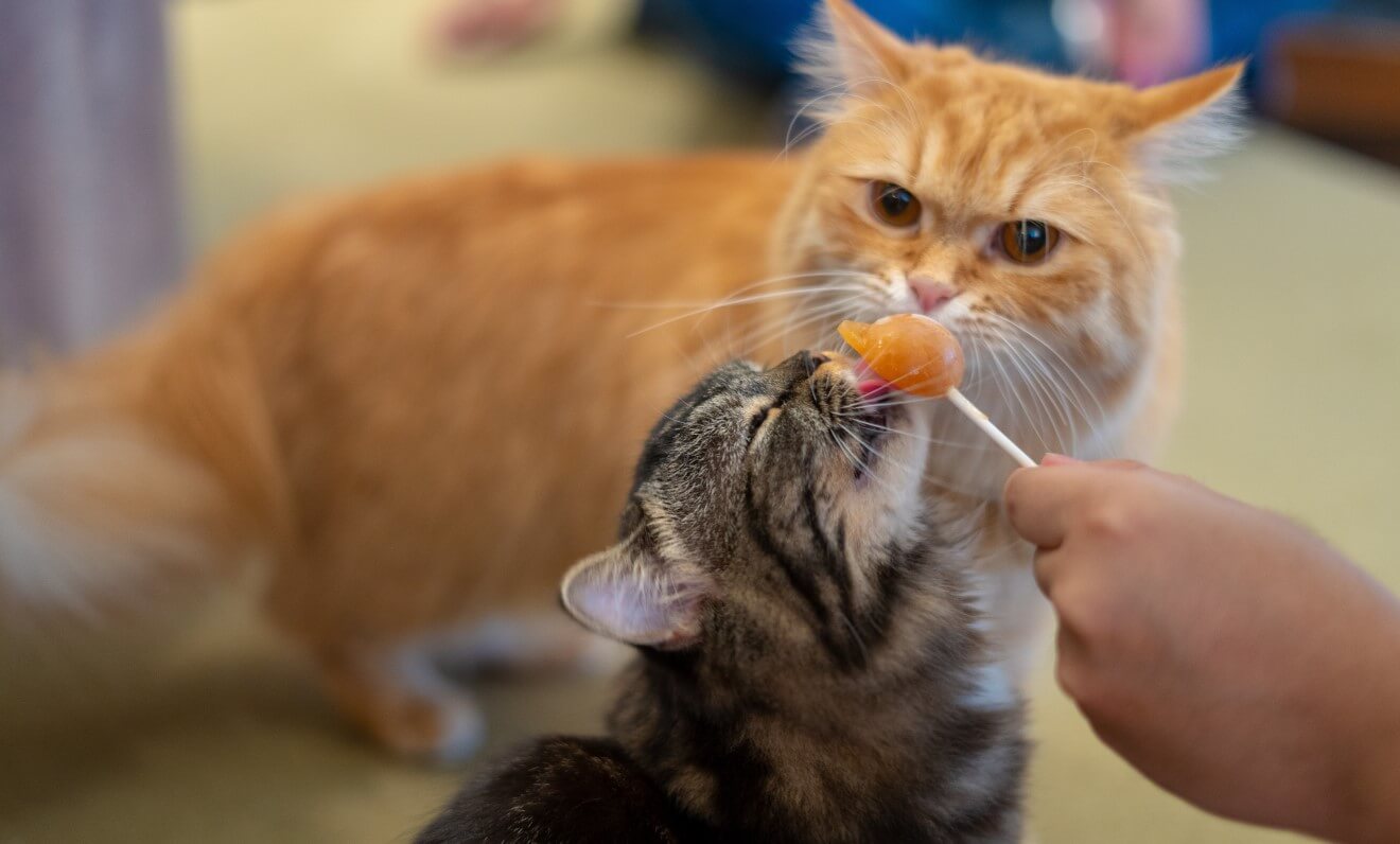 two cats are enjoying one snack