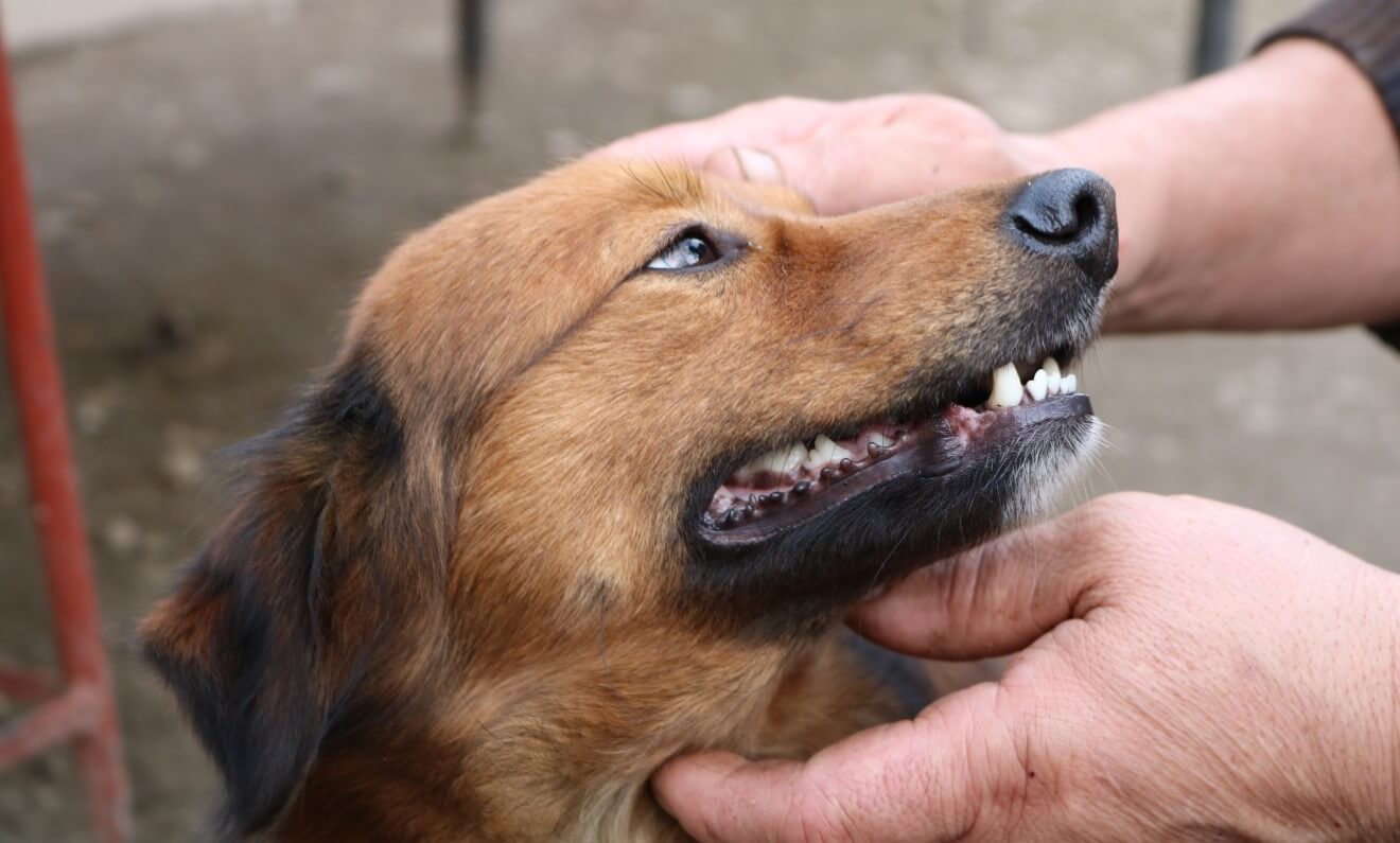 a dog showing his white teeth