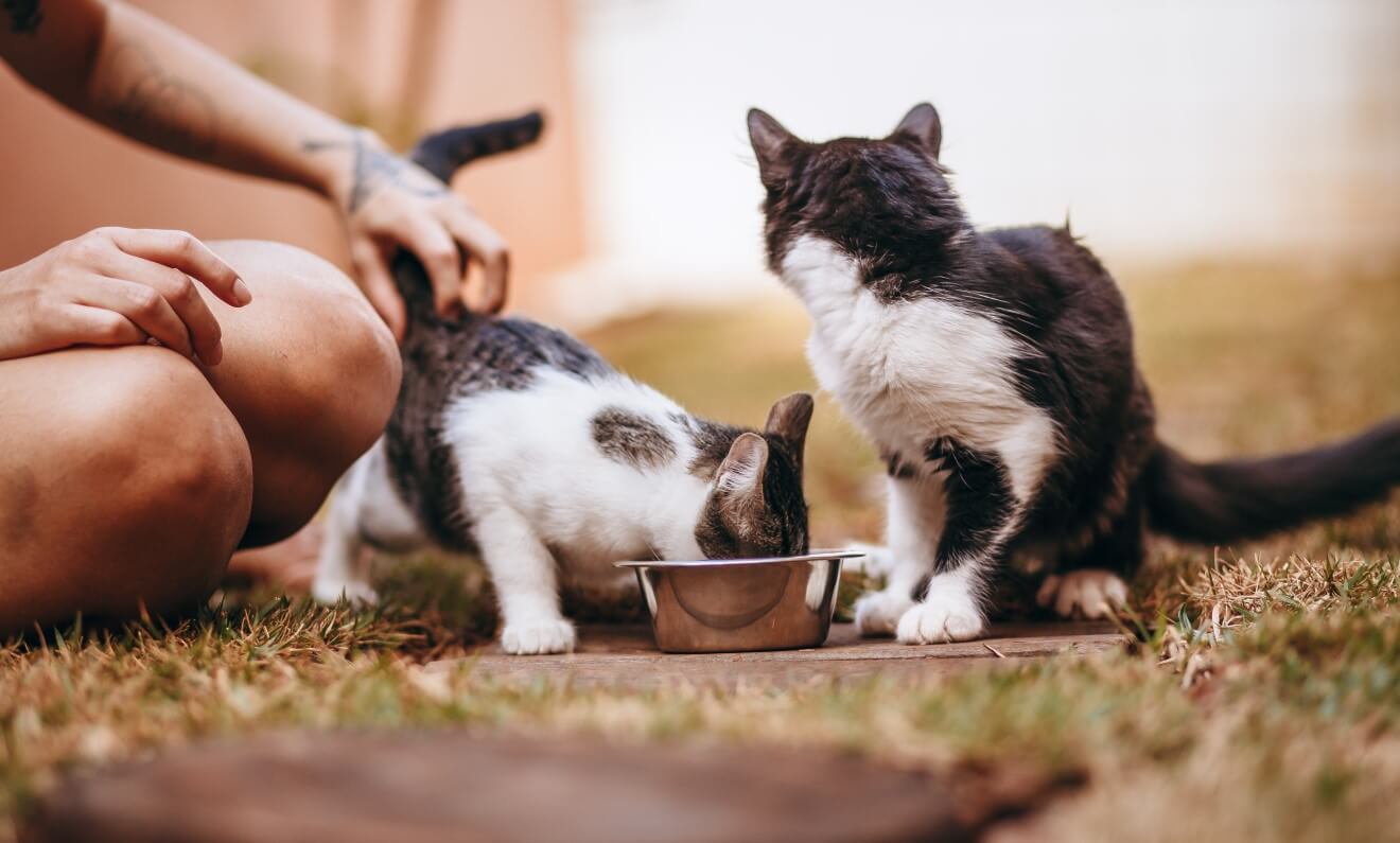 two cats share a bowl of food