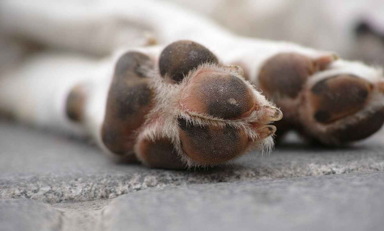 two dog paws