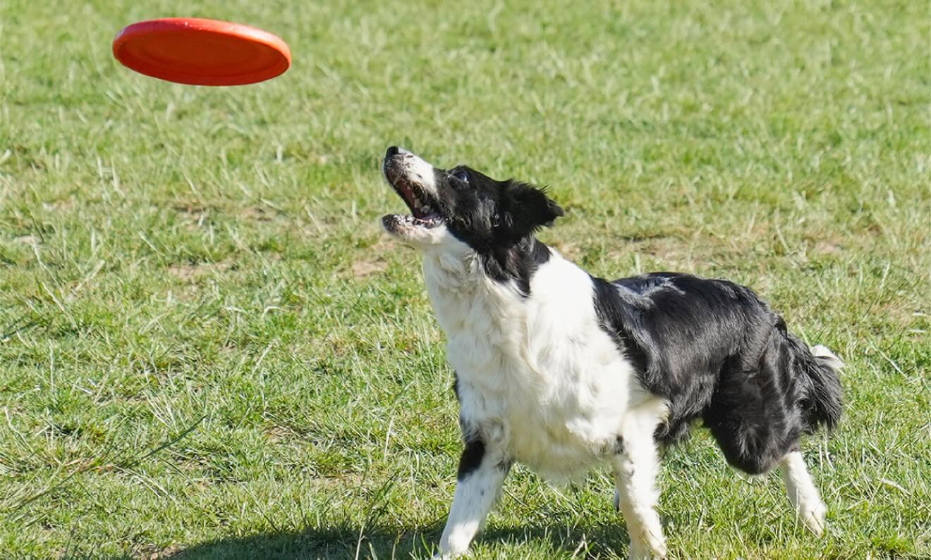 a dog playing a disc