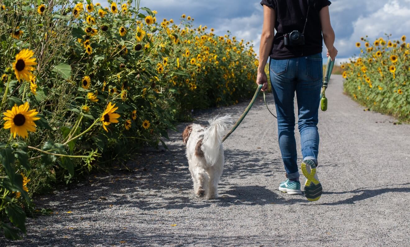 a puppy on a walk