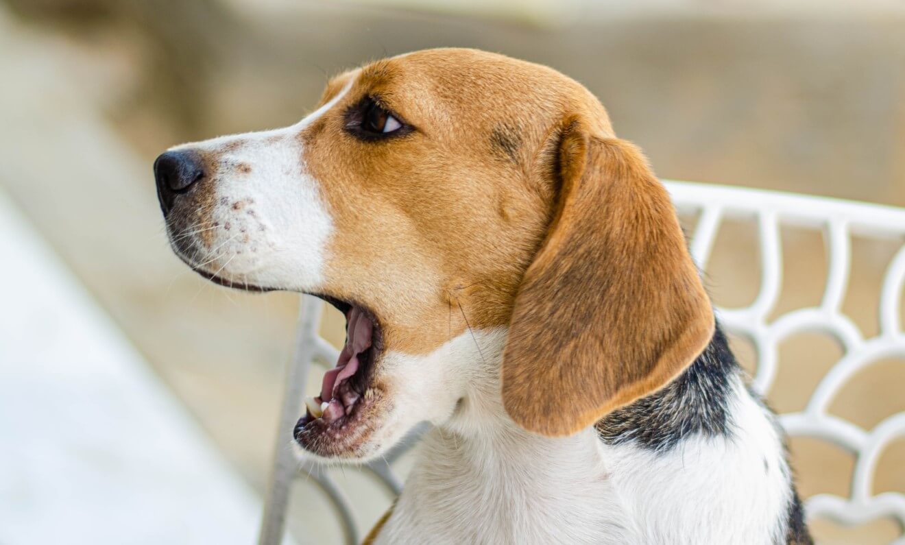 a yawning dog