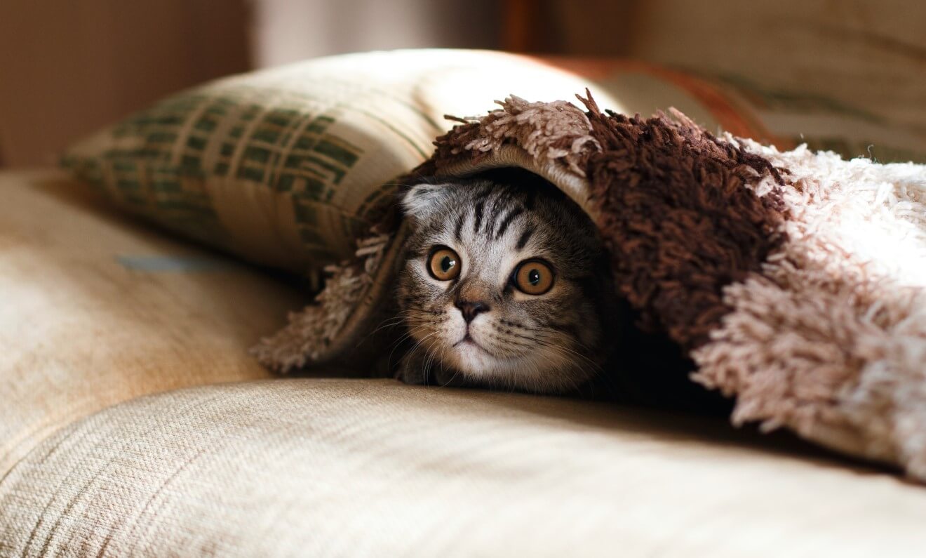 a cat hidden under a blanket