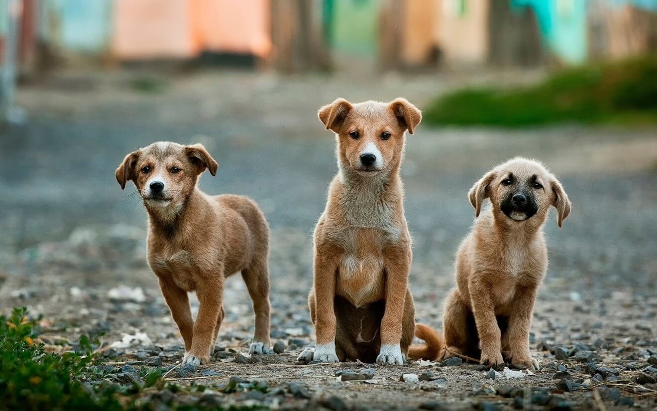 three dogs standing together