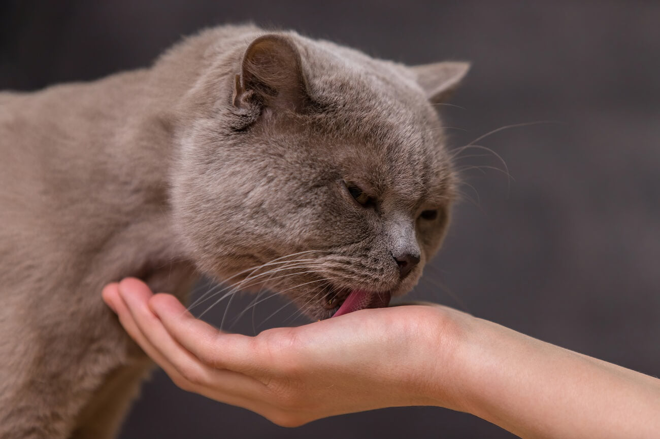 a cat is licking a man’s hand