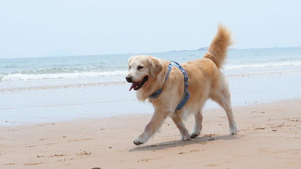 a dog is walking on the beach