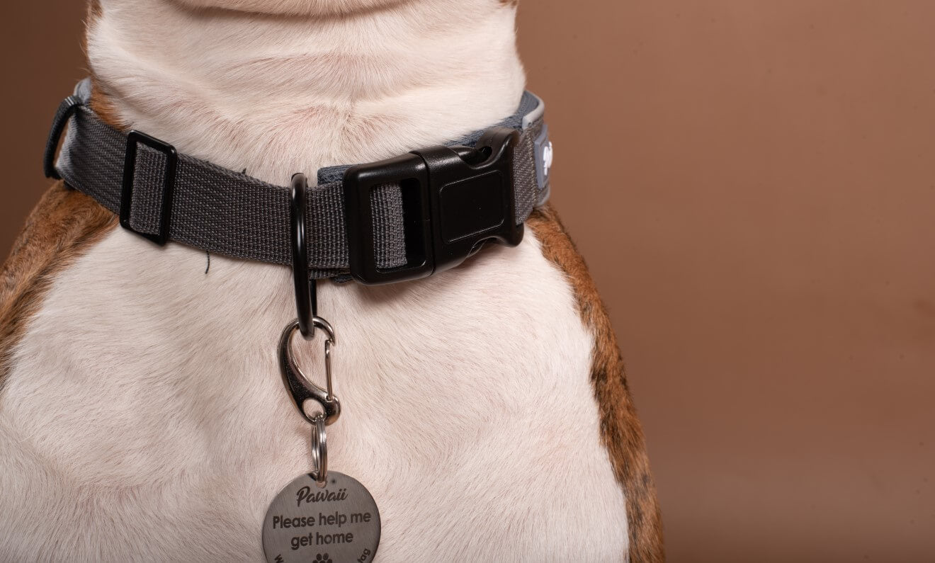 a dog wearing a collar with a tag