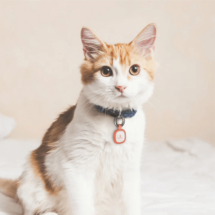 a cat wearing a PAWAii pet id tag