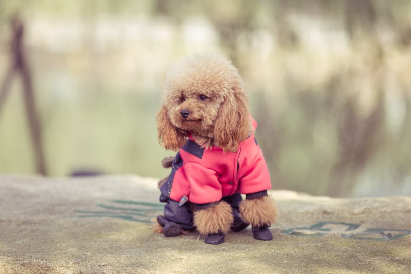 a brown dog in a red and black coat