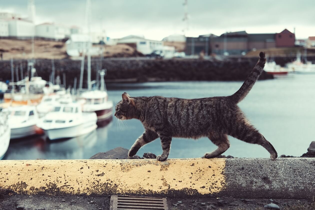 A striped cat walking along the edge of the wall