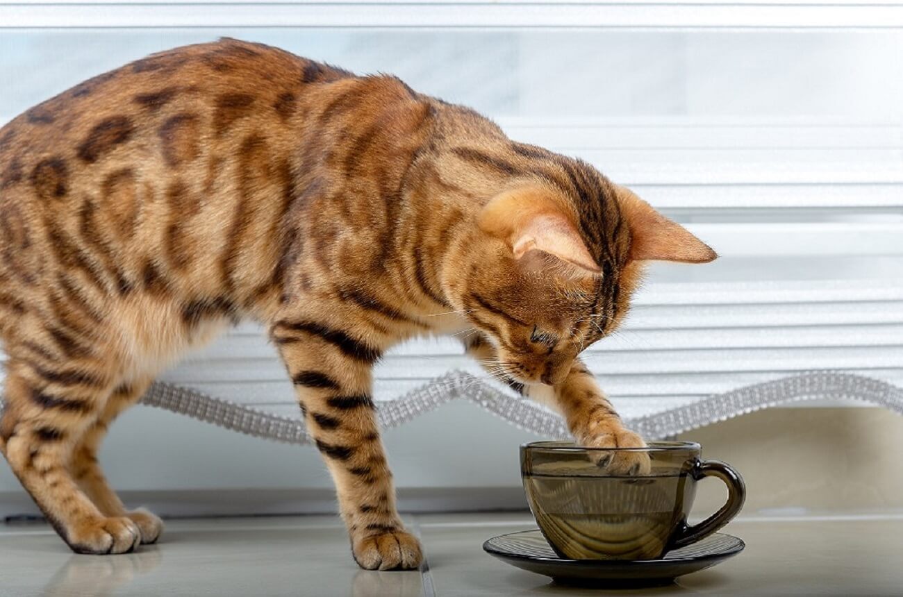 cat plays with water