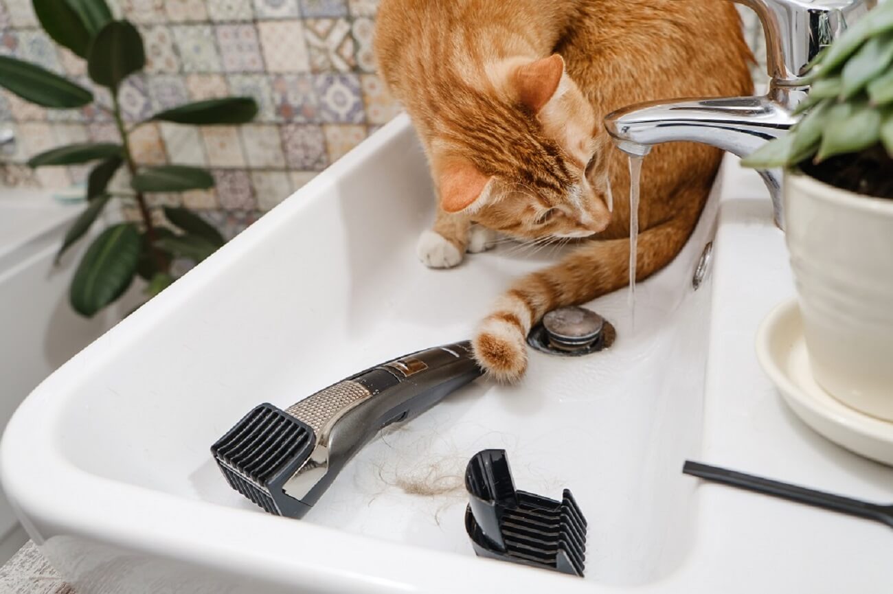 cat drinks flowing water