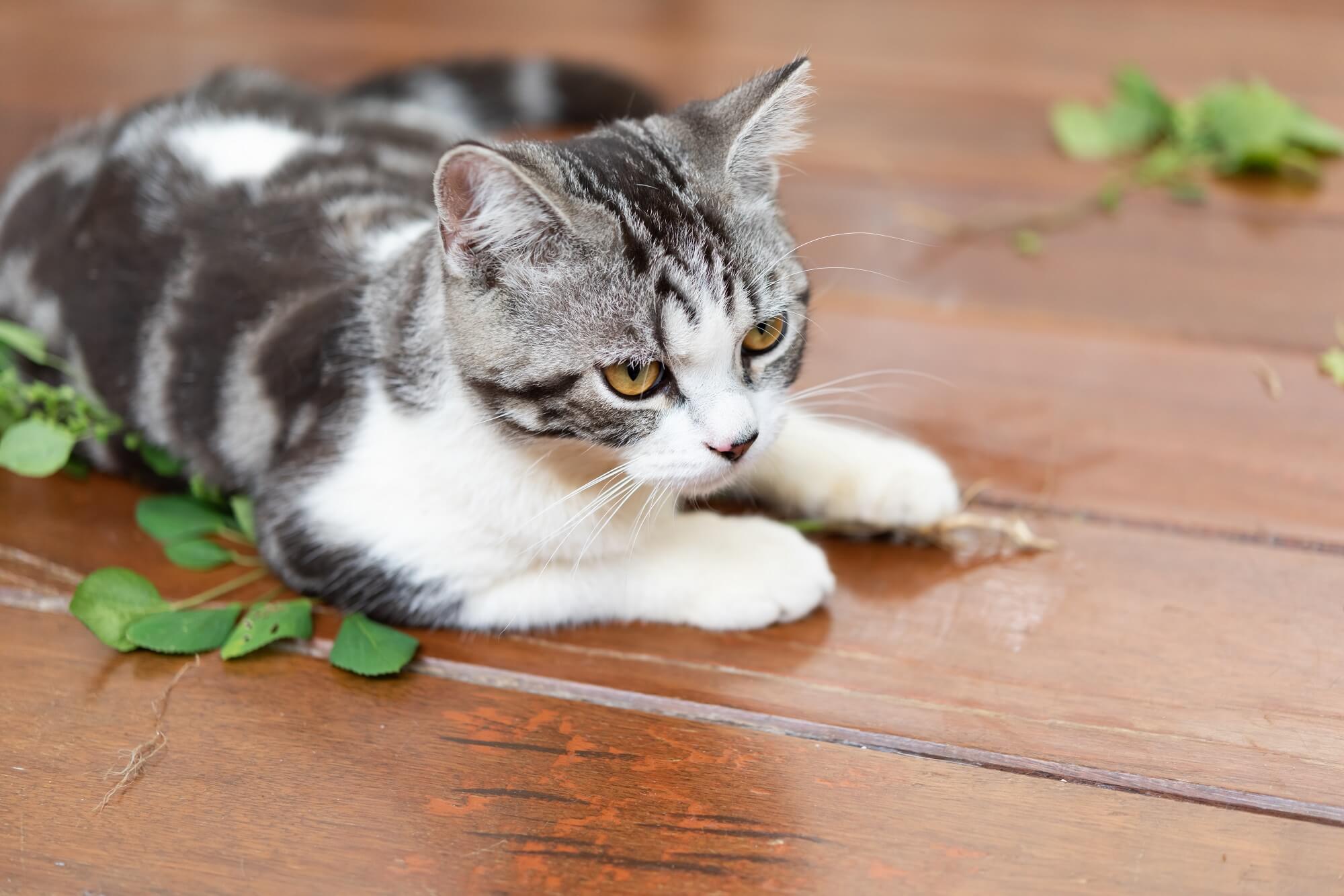 a cat eats catnip