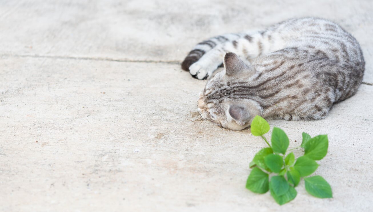 a cat eats catnip