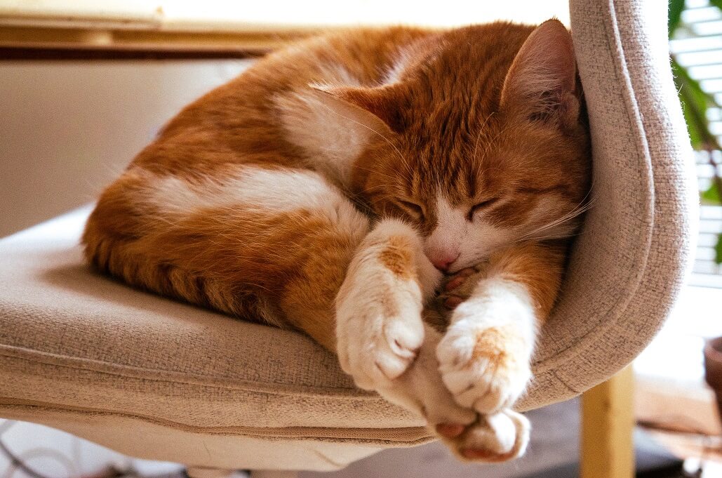 cat sleeping in an awkward position on a chair